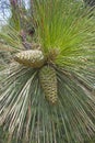 Longleaf pine cones Royalty Free Stock Photo