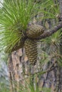 Longleaf pine cones Royalty Free Stock Photo