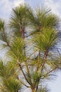 Longleaf pine Royalty Free Stock Photo
