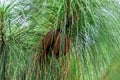 Longleaf pine Pinus palustris cones, multiple, brown - Davie, Florida, USA Royalty Free Stock Photo