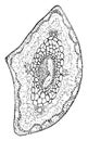 Longleaf Pine Pinus palustris Mill.. Two-thirds natural size. cross sections magnified of leaves. vintage illustration