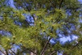 Longleaf Pine with Pollen Cones   821772 Royalty Free Stock Photo