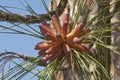 Longleaf pine pollen cones Royalty Free Stock Photo