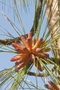 Longleaf pine pollen cones Royalty Free Stock Photo