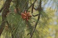 Longleaf pine pollen cones Royalty Free Stock Photo