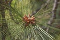 Longleaf pine pollen cones Royalty Free Stock Photo