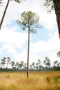 Longleaf Pine Tree Savanna Royalty Free Stock Photo
