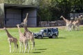 Wildlife seen at Longleat, an English stately home and safari park