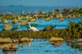 Longleg birds Royalty Free Stock Photo