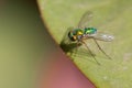 Longlegged Fly Royalty Free Stock Photo