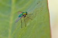 Longlegged Fly Royalty Free Stock Photo