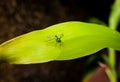 Longlegged fly on a green leaf Royalty Free Stock Photo