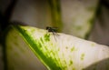 Longlegged fly on a green leaf Royalty Free Stock Photo