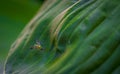 Longlegged Fly on a leaf Royalty Free Stock Photo