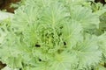 Longlived Cabbag( Brassica hybrid cv. Pule) Royalty Free Stock Photo