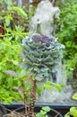 Longlived Cabbag (Brassica hybrid cv. Pule) Royalty Free Stock Photo