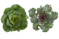 Longlived Cabbag (Brassica hybrid cv. Pule) Royalty Free Stock Photo