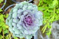 Longlived Cabbag (Brassica hybrid cv. Pule) Royalty Free Stock Photo