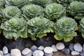 Longlived Cabbag (Brassica hybrid cv. Pule) vegetable Royalty Free Stock Photo