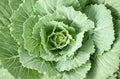 Longlived Cabbage Close Up Royalty Free Stock Photo