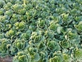 Green Longlived Cabbage Royalty Free Stock Photo
