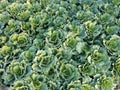 Green Longlived Cabbage Royalty Free Stock Photo