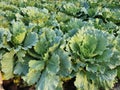 Green Longlived Cabbage Royalty Free Stock Photo
