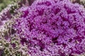 Longlived cabbage macro closeup. Royalty Free Stock Photo