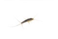 LongLong tailed gray silverfish Ctenolepisma longicaudata