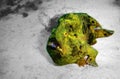 Longlure frogfish Royalty Free Stock Photo