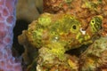 Longlure Frogfish Hiding on a Sponge Royalty Free Stock Photo