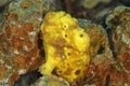 Longlure Frogfish Hiding on a Sponge - Bonaire Royalty Free Stock Photo