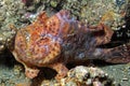 Longlure Frogfish Royalty Free Stock Photo