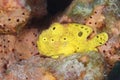 Longlure Frogfish perched on a sponge Royalty Free Stock Photo