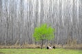 longly tree happy family Royalty Free Stock Photo