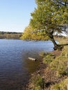 Longmore Pool, Sutton Park Royalty Free Stock Photo