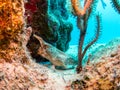 Longnose Batfish in Belize Coral Reef, Placencia Royalty Free Stock Photo