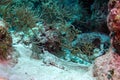 Longnose Batfish seen in Belize Barrier Reef Royalty Free Stock Photo