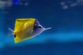 Longnose butterflyfish or Forcipiger longirostris Royalty Free Stock Photo