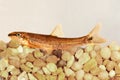 Longnose dace (Rhinichthys cataractae) Royalty Free Stock Photo