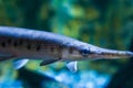 Longnose gar also know as needlenose gar a tropical fish from america and mexico closeup face portrait Royalty Free Stock Photo