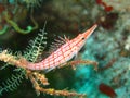 Longnose hawkfish Royalty Free Stock Photo