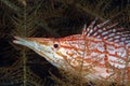 Longnose hawkfish Royalty Free Stock Photo