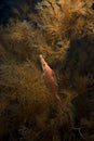 Longnose hawkfish (oxycirrhites typus) Royalty Free Stock Photo