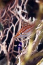 Longnose hawkfish (oxycirrhites typus) in de Red Sea. Royalty Free Stock Photo