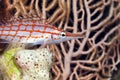 Longnose hawkfish (oxycirrhites typus) in de Red Sea. Royalty Free Stock Photo