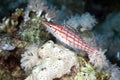 Longnose hawkfish (oxycirrhites typus) in de Red Sea. Royalty Free Stock Photo
