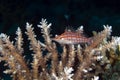 Longnose hawkfish (oxycirrhites typus) in de Red Sea. Royalty Free Stock Photo