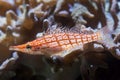 Longnose hawkfish Oxycirrhites typus. Royalty Free Stock Photo