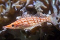 Longnose hawkfish Oxycirrhites typus. Royalty Free Stock Photo